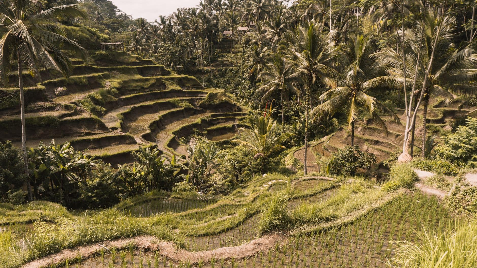 Ubud Rice Terrace, Temple and Volcano Tour in Bali